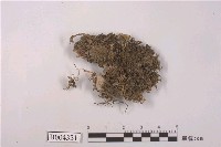 藏品(燭臺蘚)的圖片